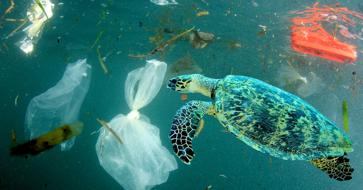 turtle-swimming-through-plastic-pollution-rich-carey